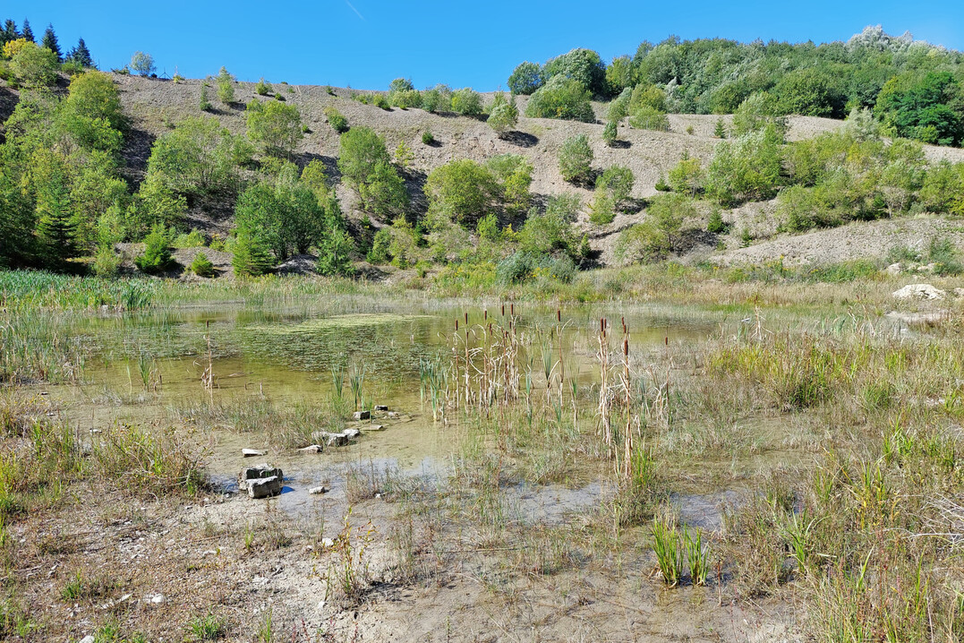 Artenreiches Steinbruchgew�sser mit ausgepr�gter semi-aquatischer Zone
