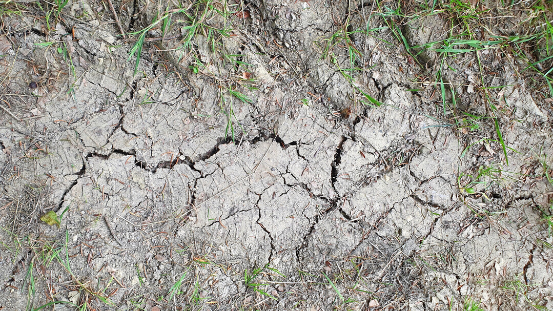 Trockener, rissiger Boden in Fahrspur im Grünland