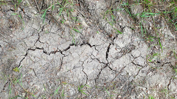 Trockener, rissiger Boden in Fahrspur im Grünland