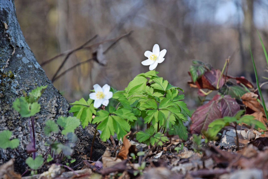 Wald im Fr�hling: Buschwindr�schen (
<i>Anemone nemorosa</i>
)
