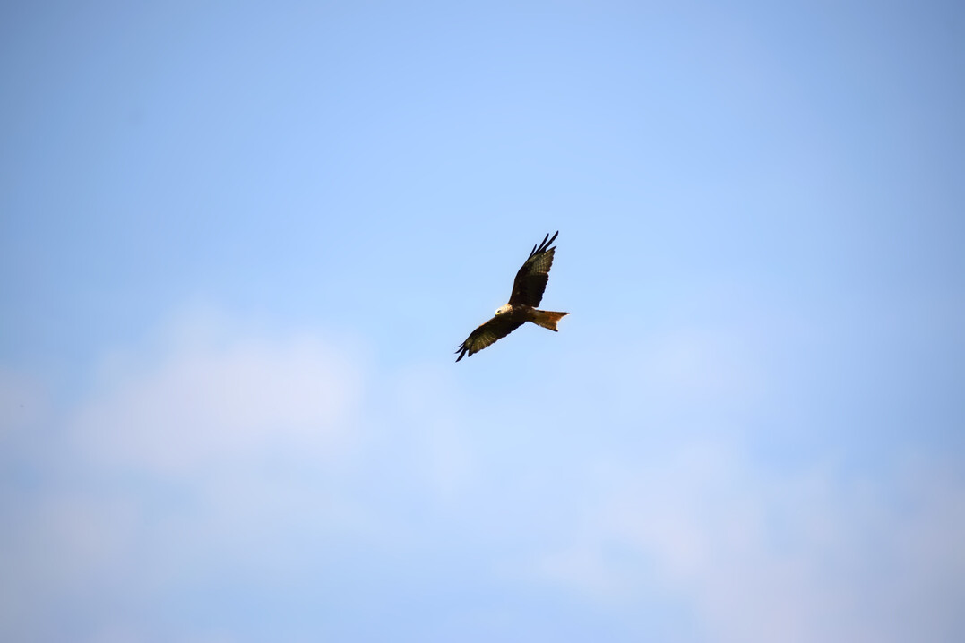 Rotmilan (
<i>Milvus milvus</i>
)