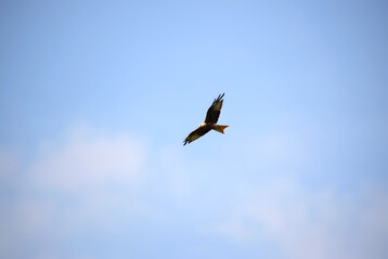 Rotmilan (
<i>Milvus milvus</i>
)