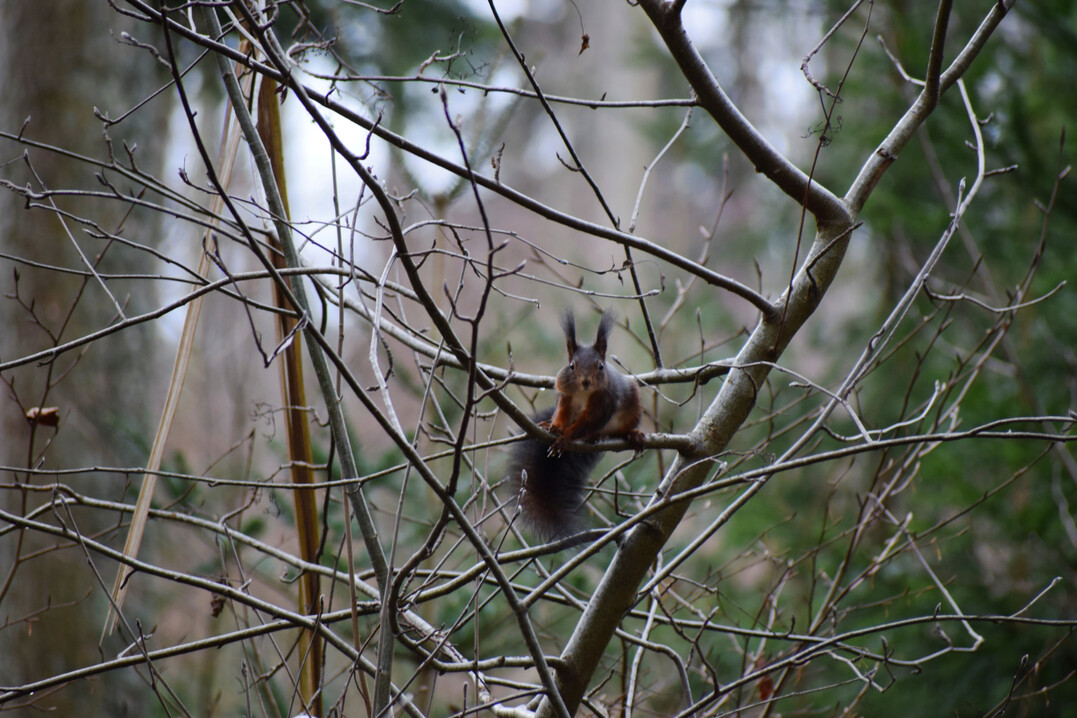 Eichh�rnchen (
<i>Sciurus vulgaris</i>
)