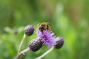 Gelbbindige Furchenbiene (
<i>Halictus scabiosae</i>
)