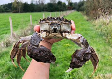Ausgewachsene Wollhandkrabbe