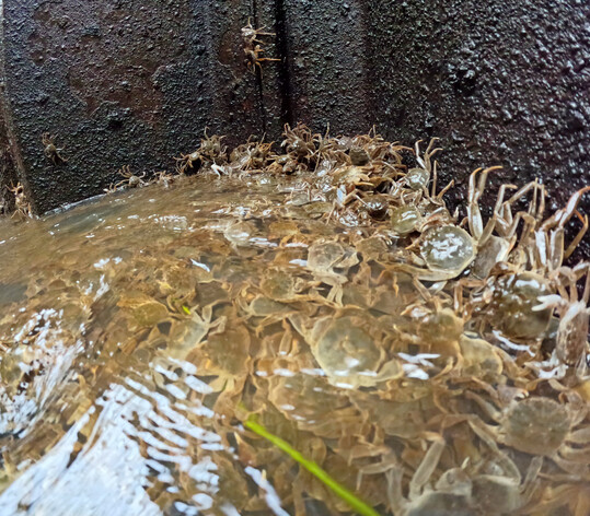 Junge Krabben in der Fischtreppe am Weserwehr
