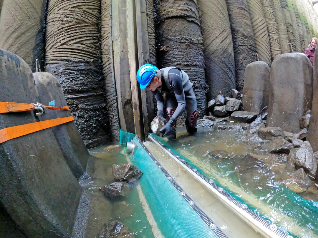 Bau der Falle für die Fischtreppe am Weserwehr