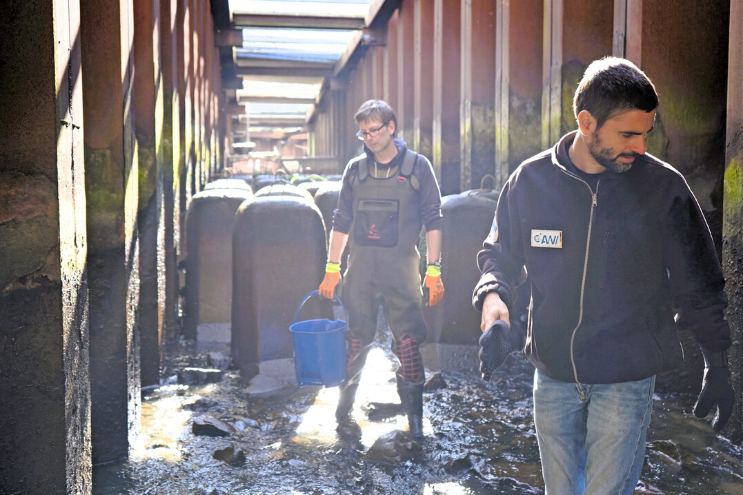 Björn Suckow (vorne) und Oliver Hauck in der Fischtreppe am Weserwehr