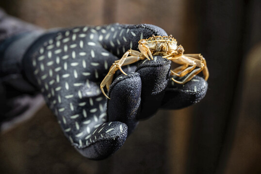 Junge Wollhandkrabbe im Weserwehr