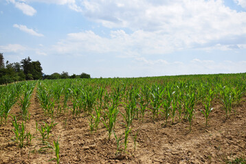 Maisfeld vor blauem Himmel: Aufgrund der Trockenheit hat sich der Mais nur langsam entwickelt.