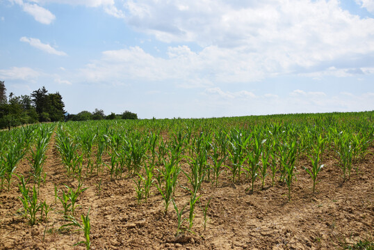 Maisfeld vor blauem Himmel: Aufgrund der Trockenheit hat sich der Mais nur langsam entwickelt.