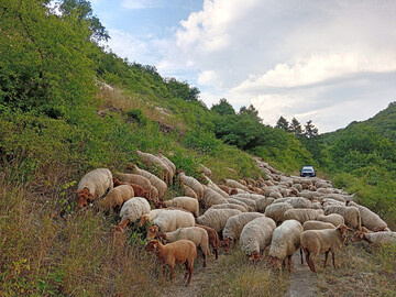 Schafherde in alten Steillagen-Weinbergen: der Eierberg in Treis-Karden