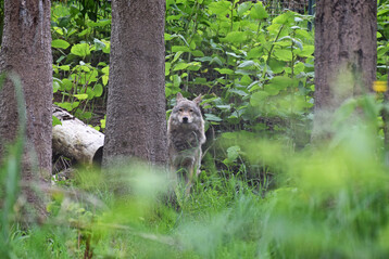 Wolf (
<i>Canis lupus</i>
) in Tierfreigel�nde