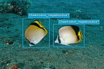 Illustratives Beispiel für KI-gestützte Arterkennung im Korallenriff. Selbst wenn das Modell sicher scheint, bleibt die Überprüfung durch Expertinnen und Experten entscheidend, um eine verlässliche Biodiversitätsüberwachung zu gewährleisten.