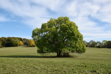 Weide mit Einzelgeh�lz. Die Fra�linie ist gut zu erkennen.
