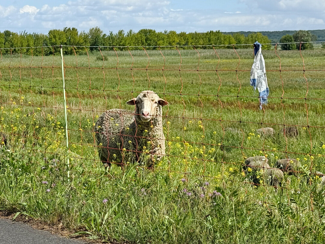 Schafe werden h�ufig mit mobilen Netzen eingez�unt. 2024 wurden in Deutschland etwa 1,5 Millionen Schafe gehalten, davon die meisten auf der Weide.