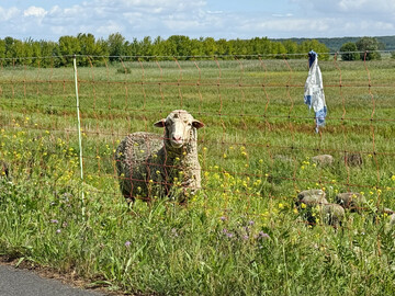 Schafe werden h�ufig mit mobilen Netzen eingez�unt. 2024 wurden in Deutschland etwa 1,5 Millionen Schafe gehalten, davon die meisten auf der Weide.