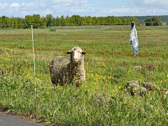 Schafe werden h�ufig mit mobilen Netzen eingez�unt. 2024 wurden in Deutschland etwa 1,5 Millionen Schafe gehalten, davon die meisten auf der Weide.