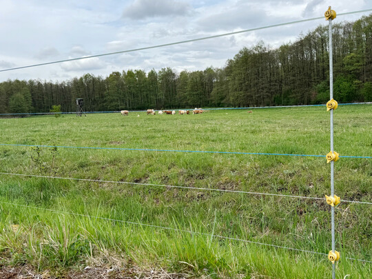 Eine wolfsabweisende Z�unung f�r Mutterk�he sollte mindestens f�nf elektrische Leiter besitzen. Von den rund 12 Millionen Rindern in Deutschland im Jahr 2020 standen etwa 31 %, also ca. 3,6 Millionen Rinder, auf der Weide.