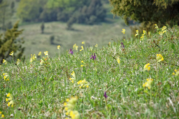 Halbtrockenrasen mit Orchideen