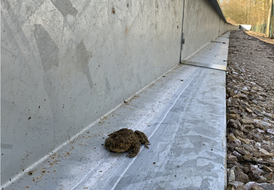 Lngere und hufiger auftretende Drreperioden sorgen auch in Deutschland fr eine Bedrohung der Artenvielfalt bei Amphibien.