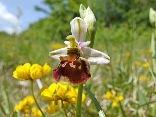 Hummel-Ragwurz (
<i>Ophrys holoserica</i>
)