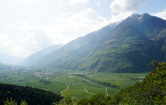 Das untere Vinschgau ist geprgt von Apfelplantagen.