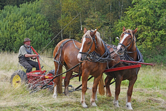 Landwirt und Pferdegespann müssen für die Arbeit perfekt aufeinander eingestimmt sein.