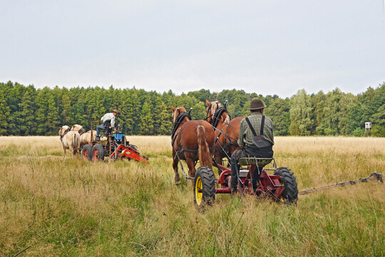 Peter Hagel und ein befreundeter Landwirt bei der gemeinsamen Grnlandmahd