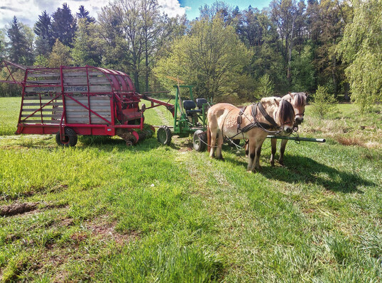 Die Tiere knnen anstelle des Mhwerks auch einen Ladewagen ziehen.