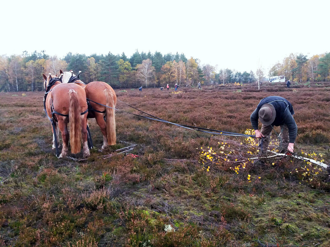 Das Gespann wartet geduldig, bis es weitergeht. Die Tiere brauchen dafr regelmiges Training.