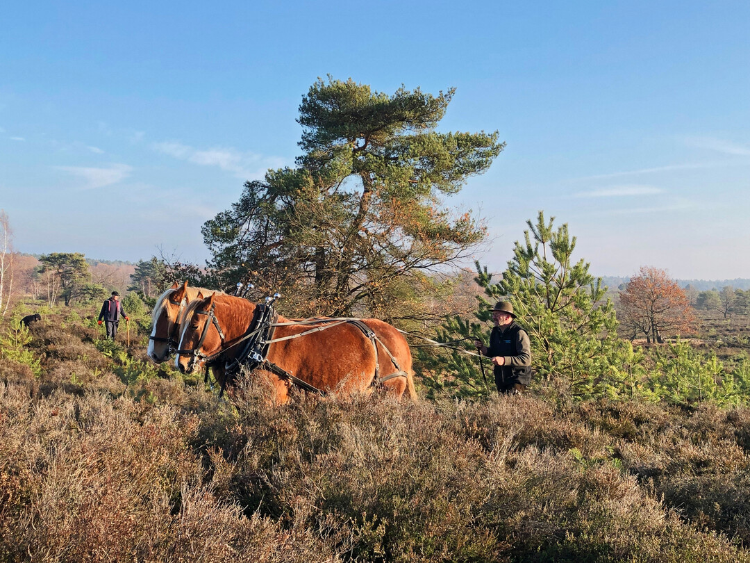 Peter Hagel ist mit seinen Tieren auch in der Heide unterwegs.