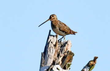 Die Bekassine gilt in Niedersachsen als vom Aussterben bedroht und war ein häufiger Brutvogel im Untersuchungsgebiet.