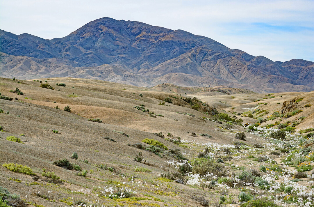 Blick auf Trockenlandökosysteme im Nationalpark La Campana, Chile
