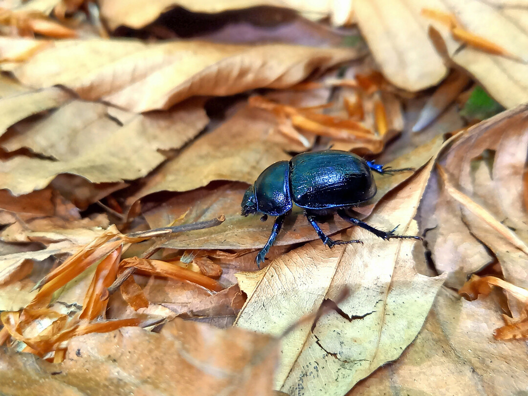 Der Waldmistk�fer 
<i>Anoplotrupes stercorosus</i>
 agiert als �Gesundheitspolizei� im Wald. Er vergr�bt den Kot anderer Tiere, hemmt somit die Ausbreitung von Parasiten und bringt N�hrstoffe in den Waldboden.