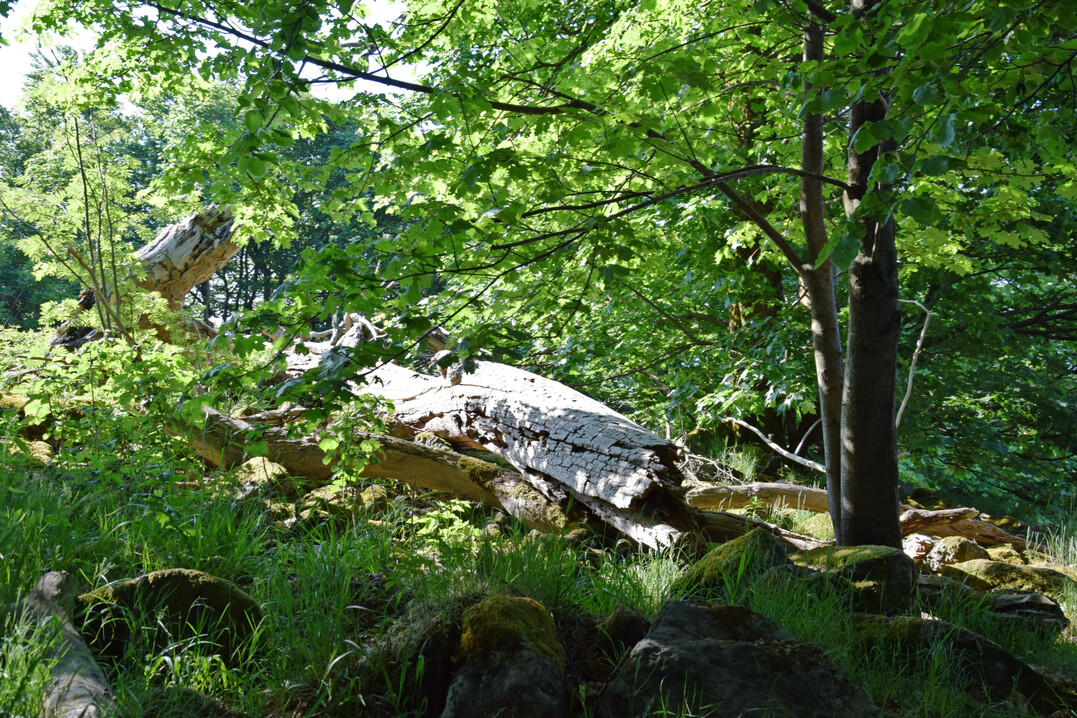 Wald mit liegendem Totholz