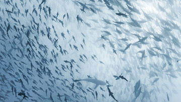 Ein Fischschwarm schwimmt Seite an Seite mit Haien. Durch den Rückgang großer Spitzenprädatoren und die Zunahme kleinerer, generalistischer Arten verändern sich Nahrungsnetze weltweit.