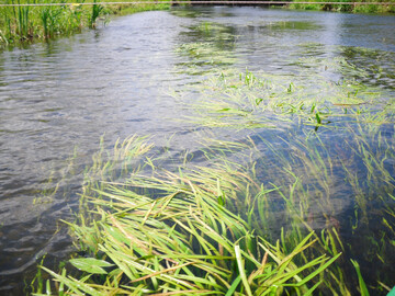 Wasserpflanzen in der Spree