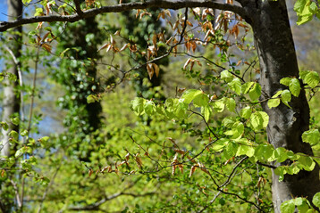Buchenwald im Frühling