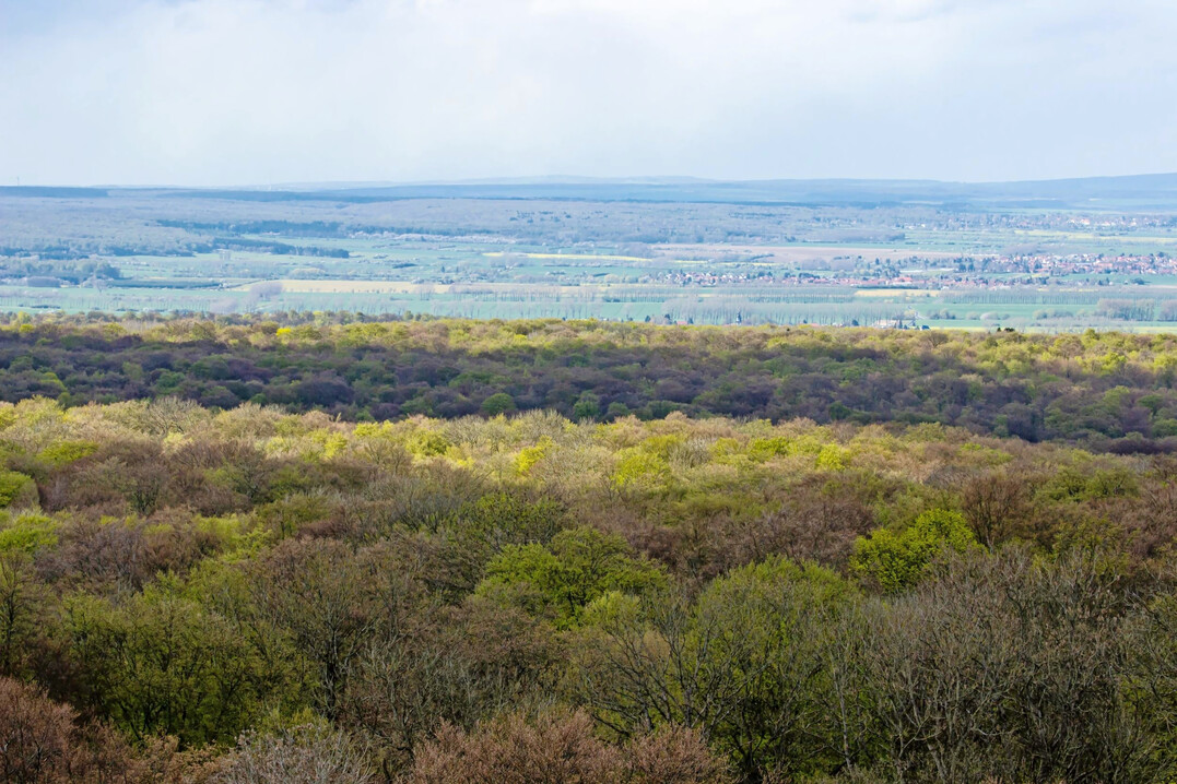 Buchenwald im Nationalpark Hainich, Th�ringen