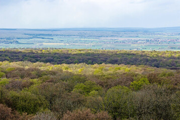 Buchenwald im Nationalpark Hainich, Th�ringen
