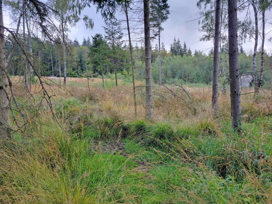 Freifl�che im Hohen Keller (Naturpark Kellerwald-Edersee)