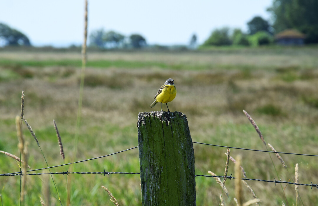 Wiesen-Schafstelze (
<i>Motacilla flava flava</i>
) auf Zaunpfosten als Singwarte