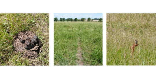 Abb. 1: Beispiele f�r Strukturmerkmale der Extensivweide: Nicht durch Antiparasitika belasteter Weidetierkot, Trittpfade und Sitzwarten. 