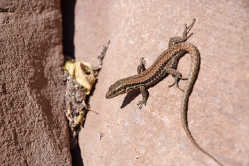 Mauereidechse (
<i>Podarcis muralis</i>
)