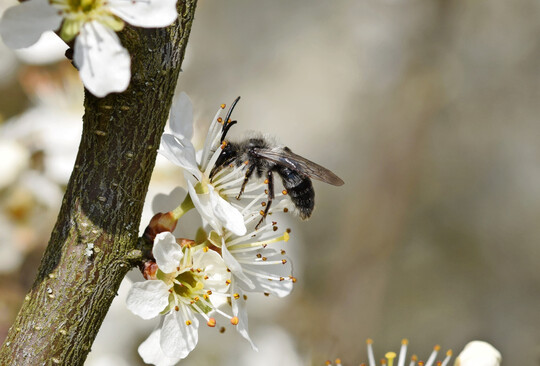 Graue Sandbiene (
<i>Andrena cineraria</i>
) an Schlehe (
<i>Prunus spinosa</i>
)