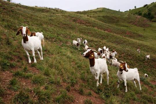 Abb. 6: Ziegenbeweidung auf einer vormals von Sträuchern beherrschten Federgras-Steppe im Nelbener Grund bei Könnern im Saaletal. Ziegen können Gehölze effektiv zurückdrängen und eignen sich hervorragend für die Pflege sehr steiler Hänge.