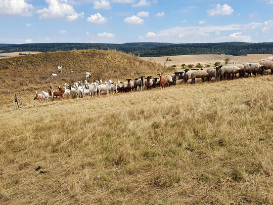 Abb. 4. Federgras-Steppe auf den Bottendorfer Hügeln in Thüringen in Intensiv-Koppelweide mit Schafen und Ziegen während einer Dürrephase. Bei dieser Pflegeform werden Kräuter überproportional dezimiert und
<i>Bromus erectus</i>
häufig lediglich niedergetreten. Blütenbesuchende Insekten finden hier zu lange Zeit keine Nahrung.