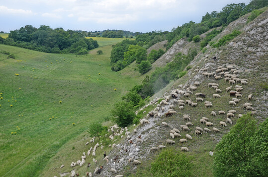 Abb. 3. Extensive Hutweide mit Schafen und Ziegen in der Federgras- und Fels-Steppe an der Dorl im Kyffhäuser. Diese Weideform ist besonders für Bestände auf kargen Standorten geeignet, weniger für produktive Bestände.