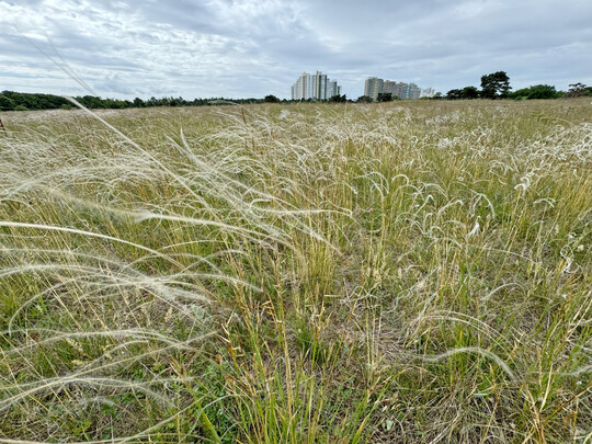 Abb. 1. Federgras-Steppe mit fruchtendem Echten Federgras (
<i>Stipa pennata</i>
) im NSG Mainzer Sand